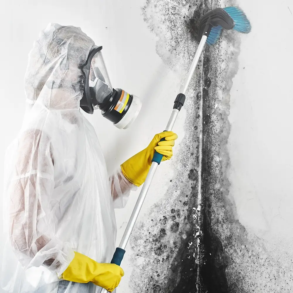 Steps to Take if You Discover Mold in Your New York Apartment